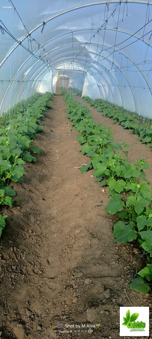 cucumber-pansi-f1