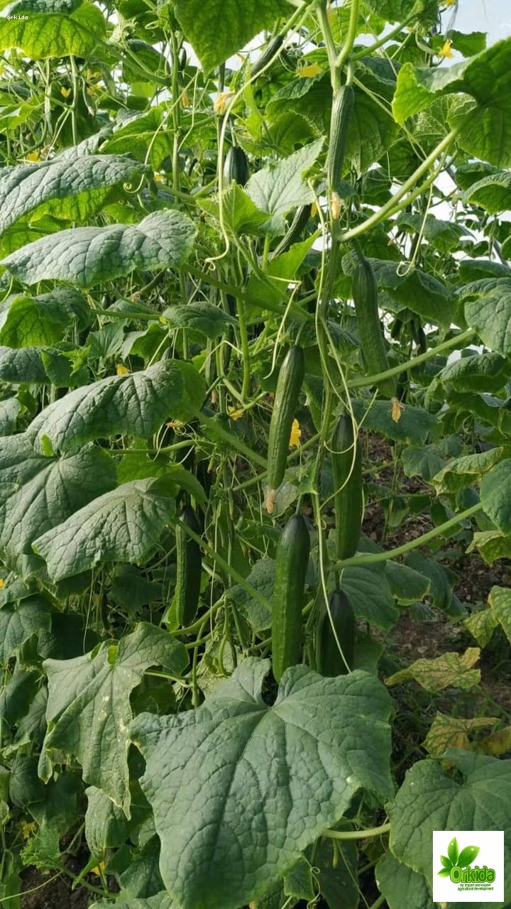 cucumber-pansi-f1