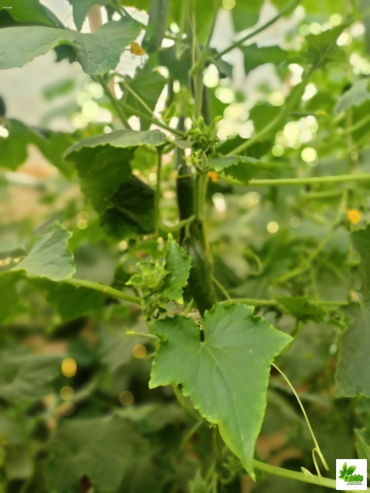 cucumber-pansi-f1