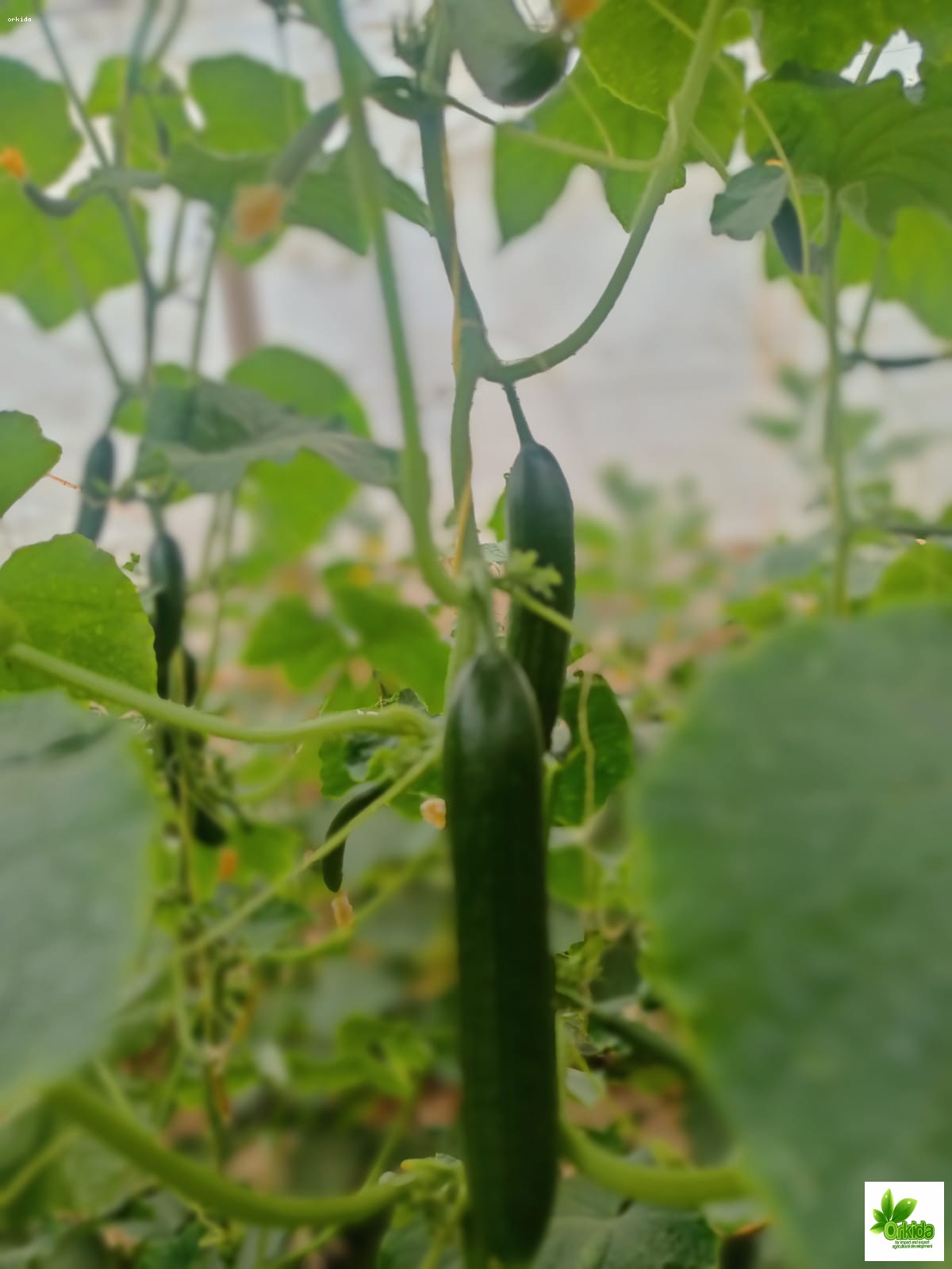 cucumber-pansi-f1