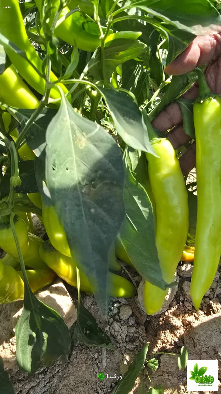 hot-pepper-maleka-f1