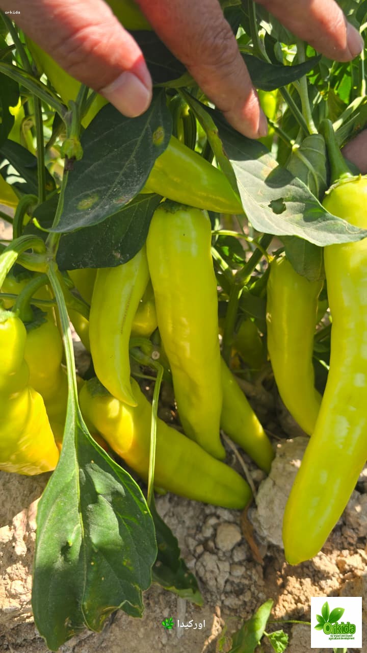 hot-pepper-maleka-f1