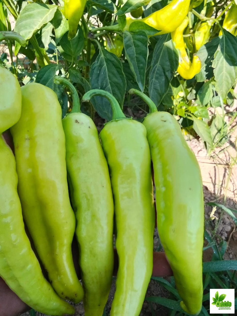 hot-pepper-maleka-f1