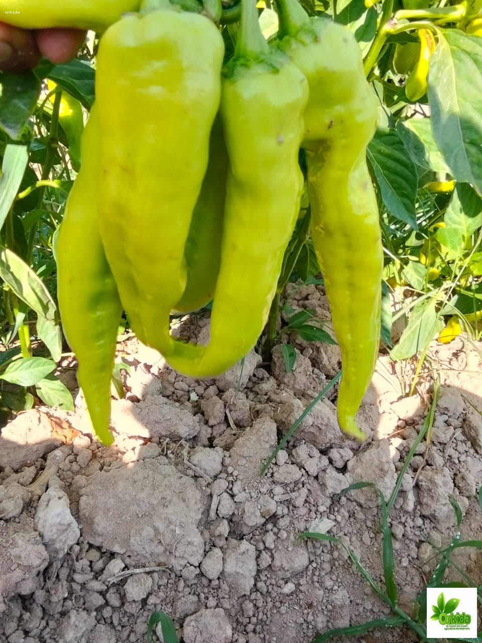 hot-pepper-maleka-f1