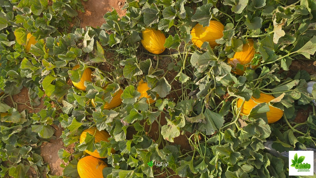 melon-canary-primo-f1