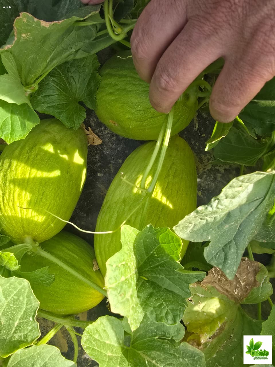 melon-canary-primo-f1