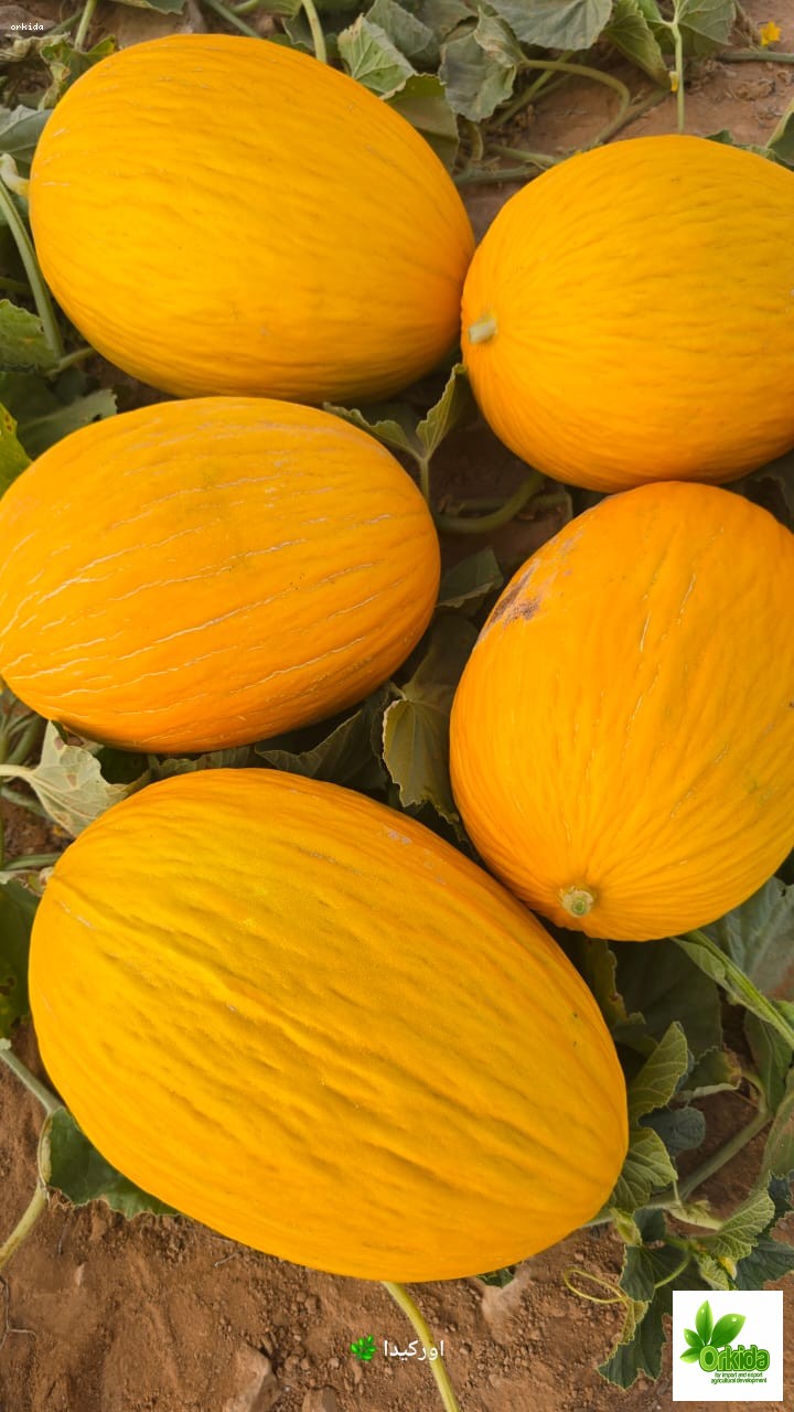melon-canary-primo-f1