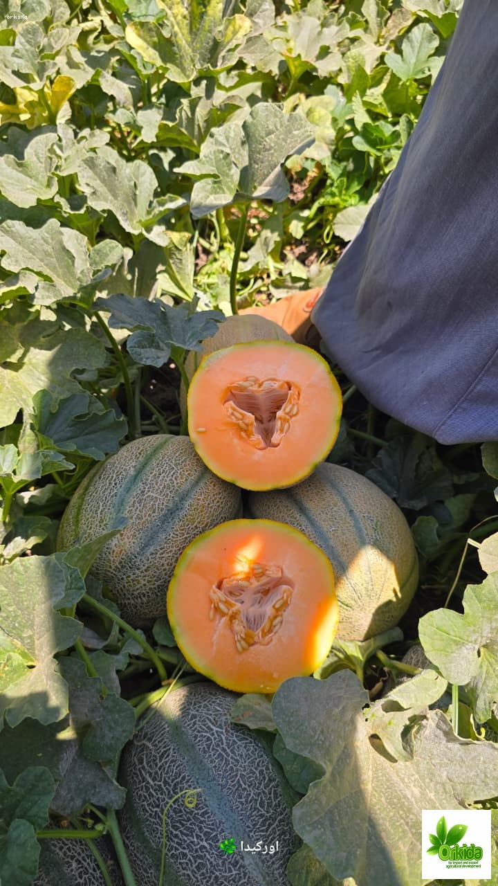 melon-hussam-f1