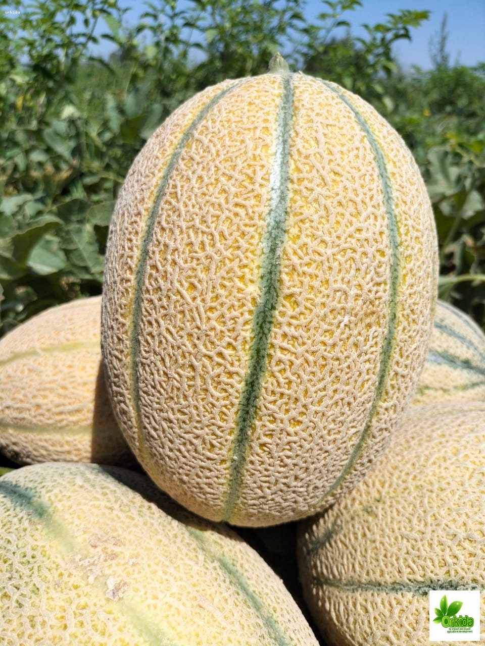 melon-hussam-f1