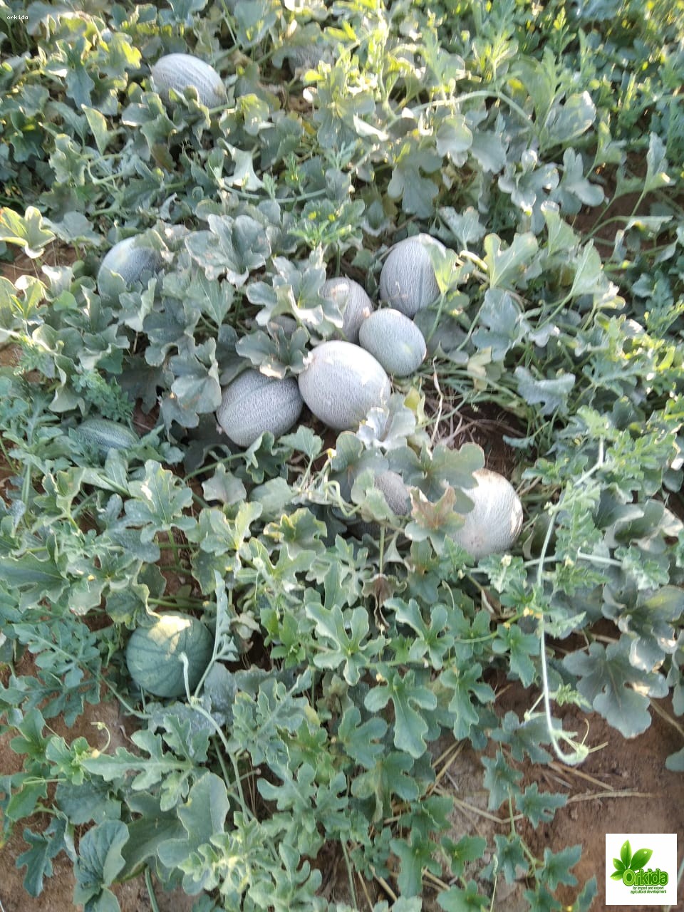 melon-hussam-f1