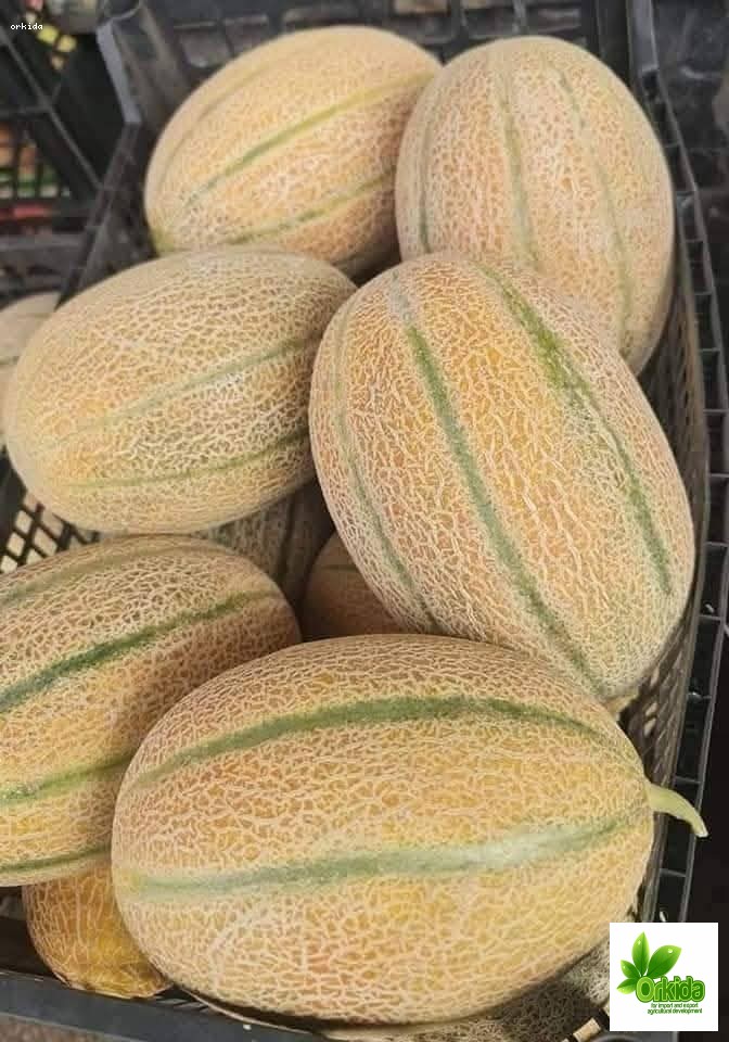melon-hussam-f1