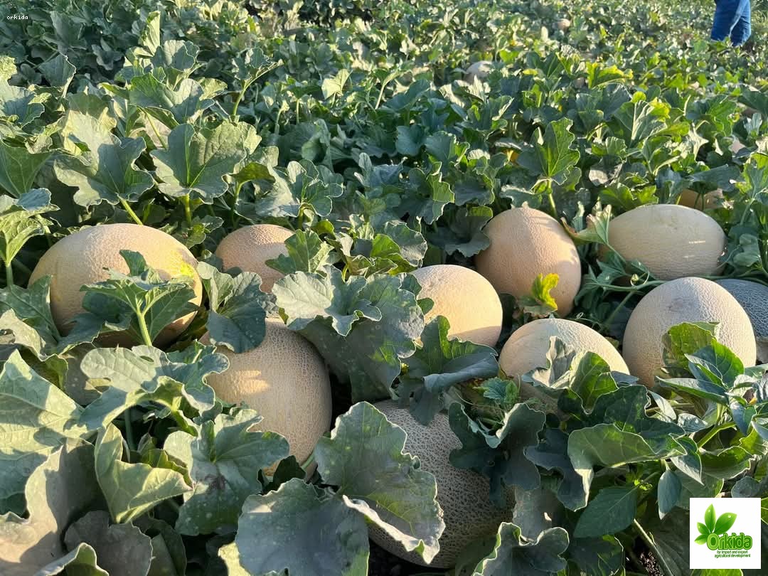 melon-karim-f1
