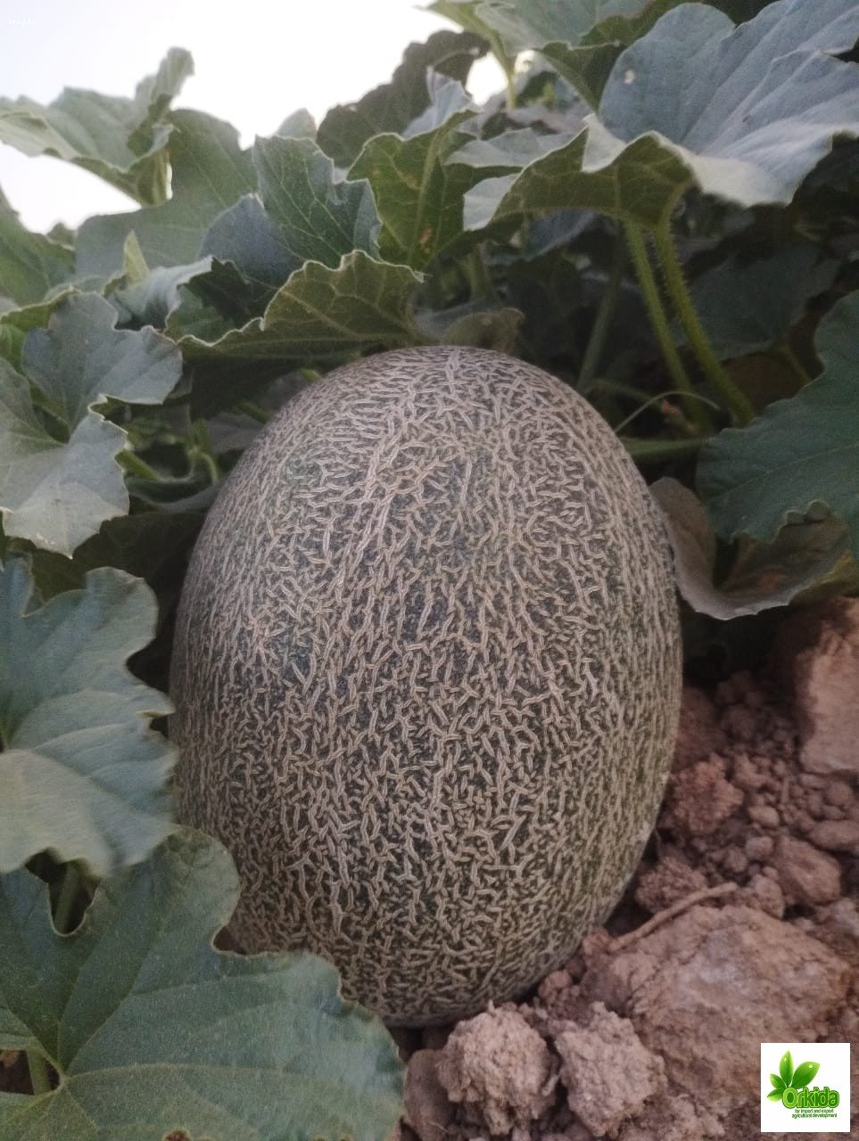 melon-karim-f1