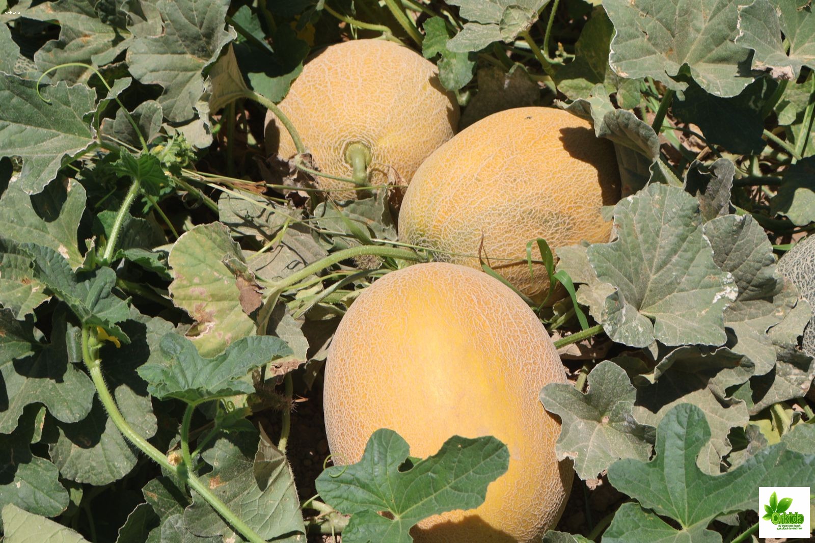 melon-karim-f1