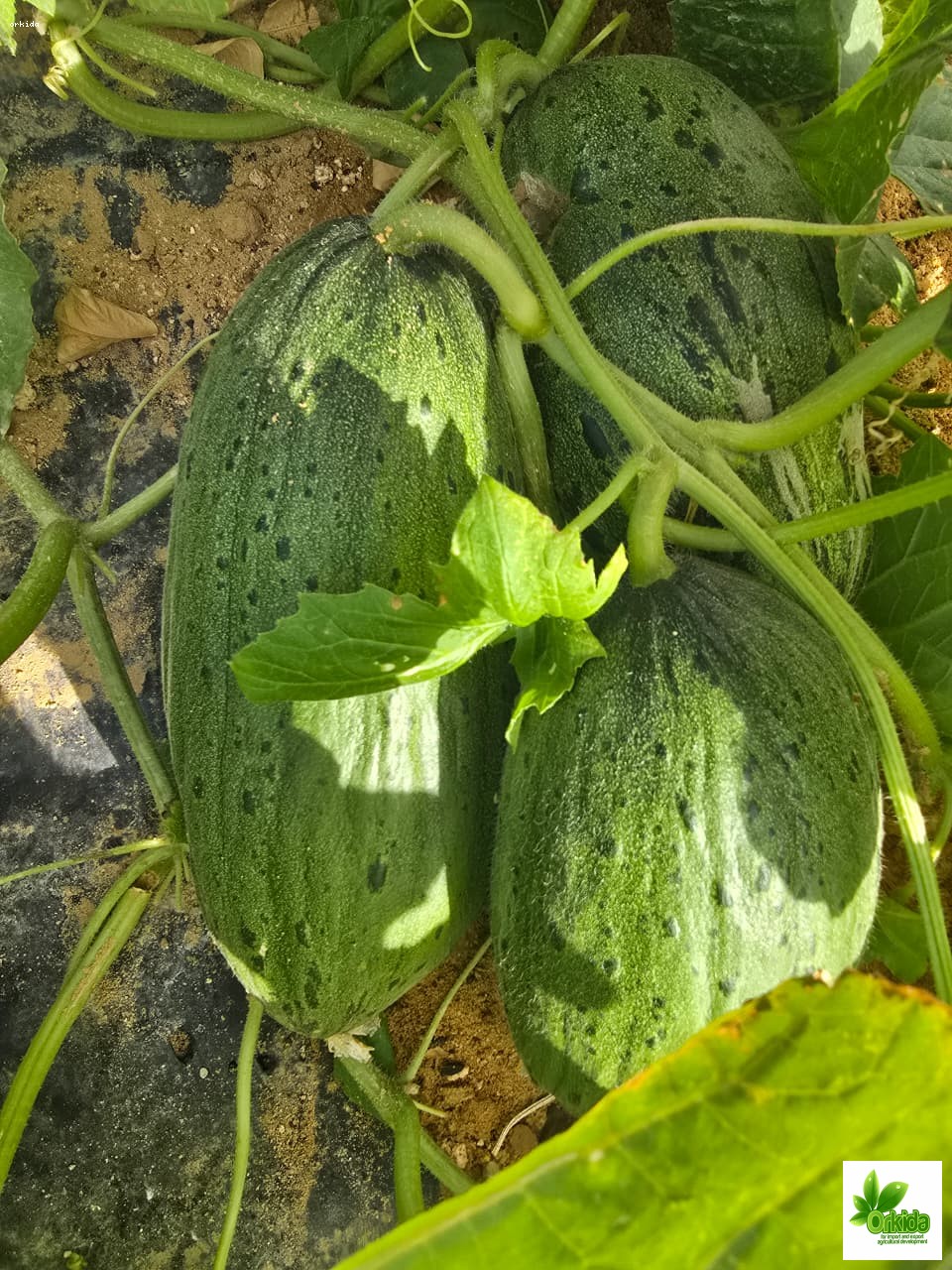 melon-piel-desapo-alaska-green-f1
