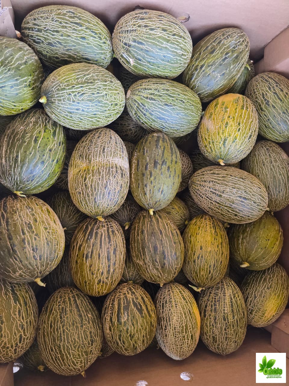 melon-piel-desapo-alaska-green-f1
