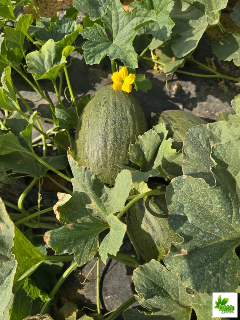melon-piel-desapo-alaska-green-f1