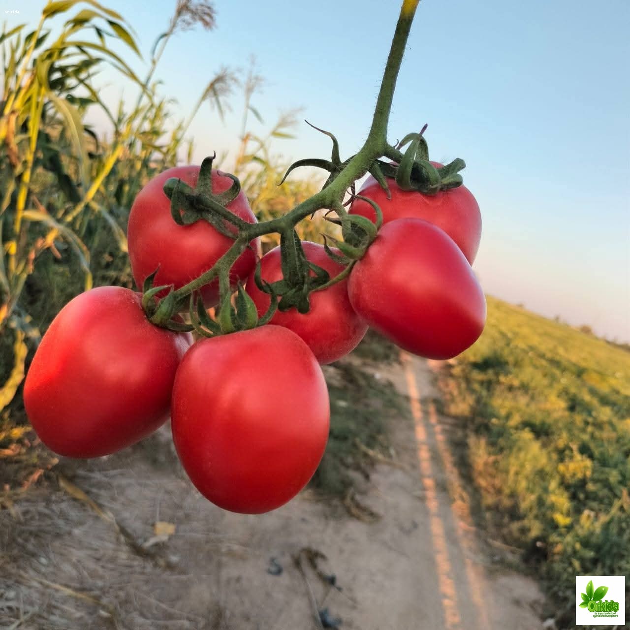 tomato-branch-f1