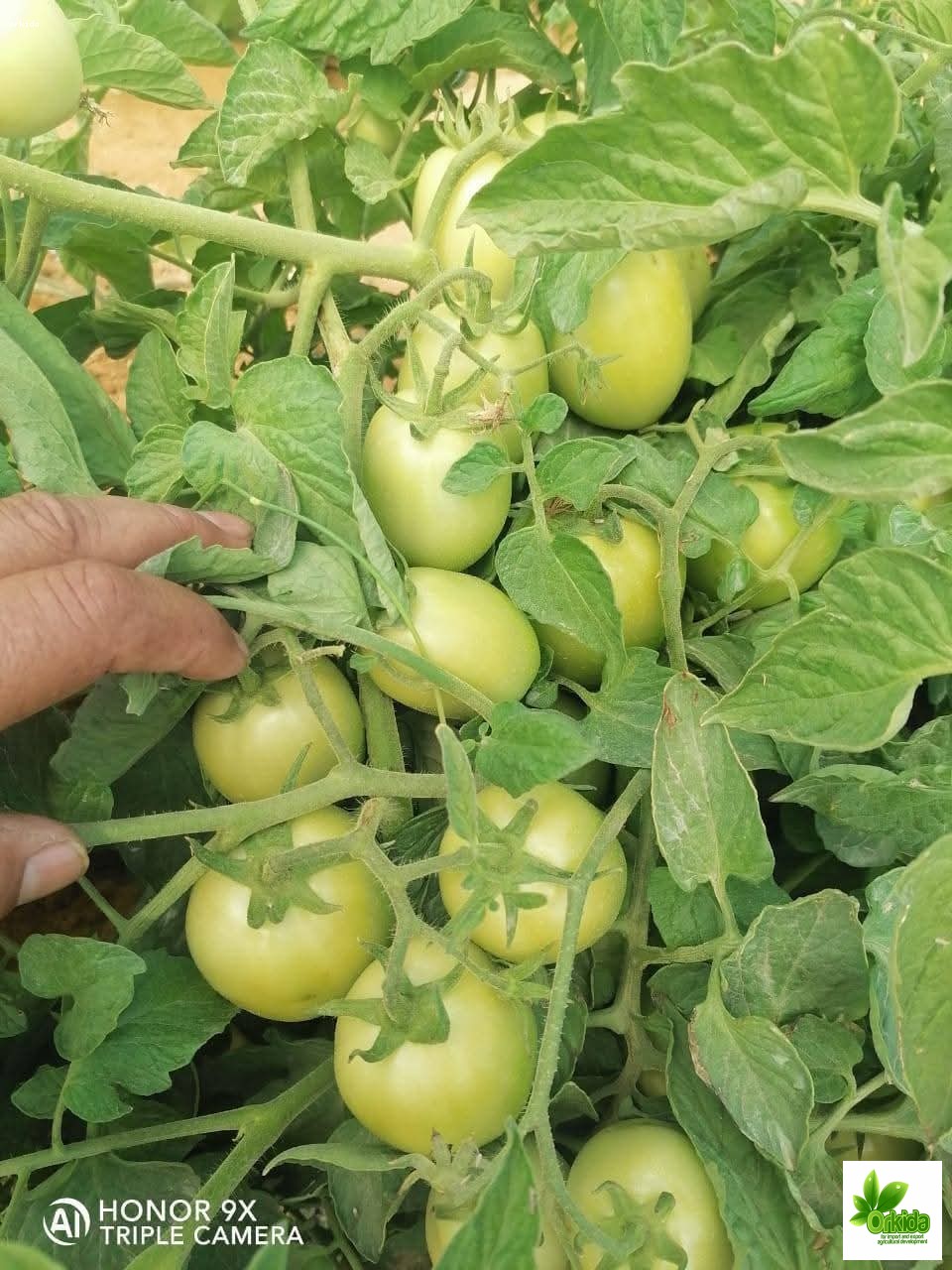 tomato-branch-f1