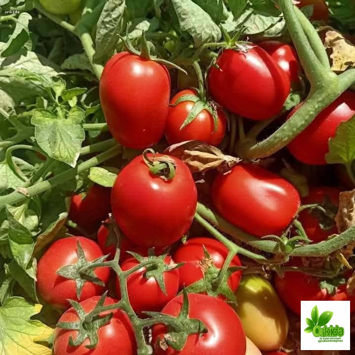 tomato-branch-f1