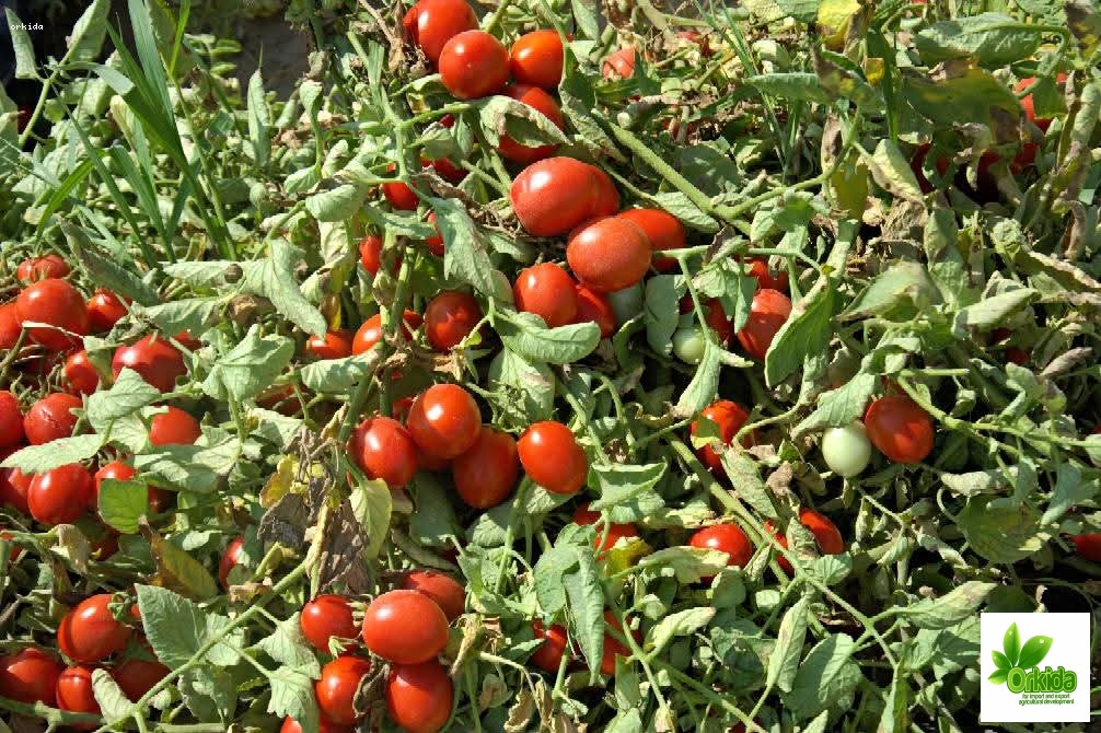 tomato-jasmin-f1