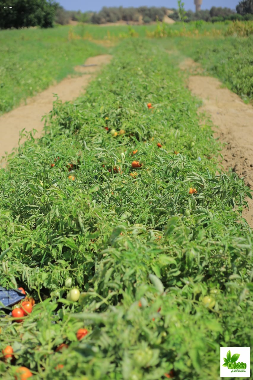 tomato-jasmin-f1