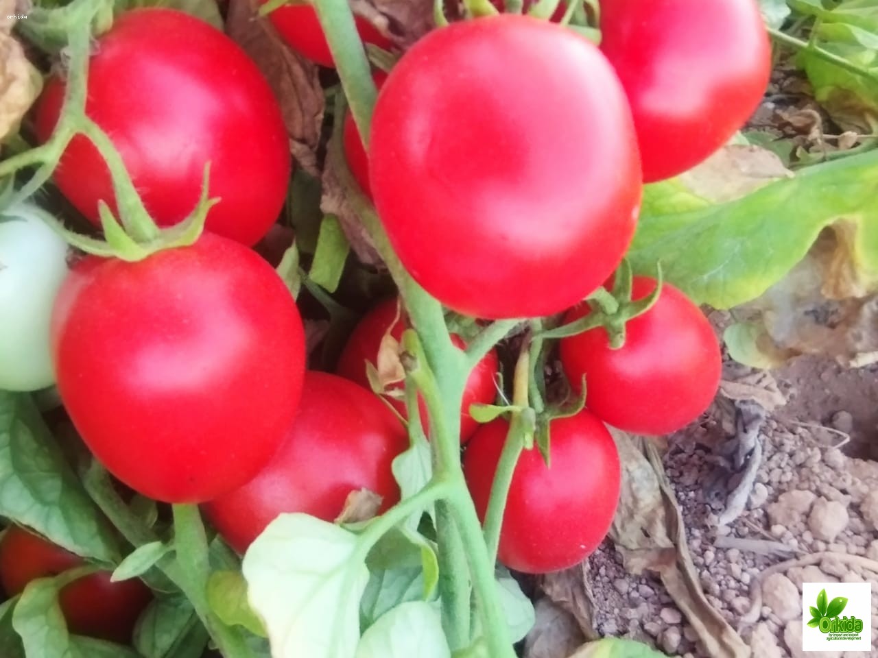 tomato-jasmin-f1