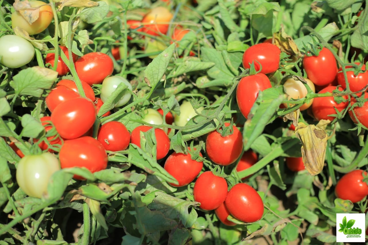 tomato-jasmin-f1