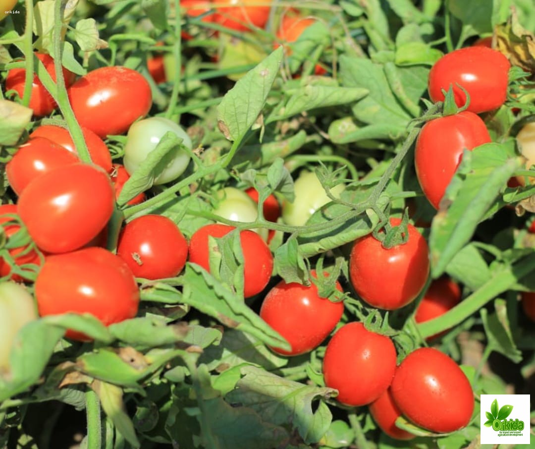 tomato-jasmin-f1
